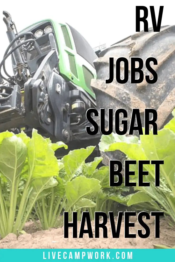 The Sugar Beet Harvest an Unbeatable Experience » Live Camp Work